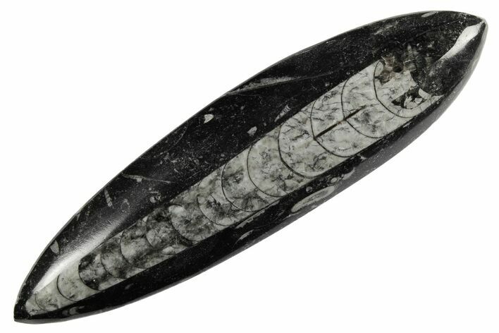 Polished Fossil Orthoceras (Cephalopod) - Morocco #182097